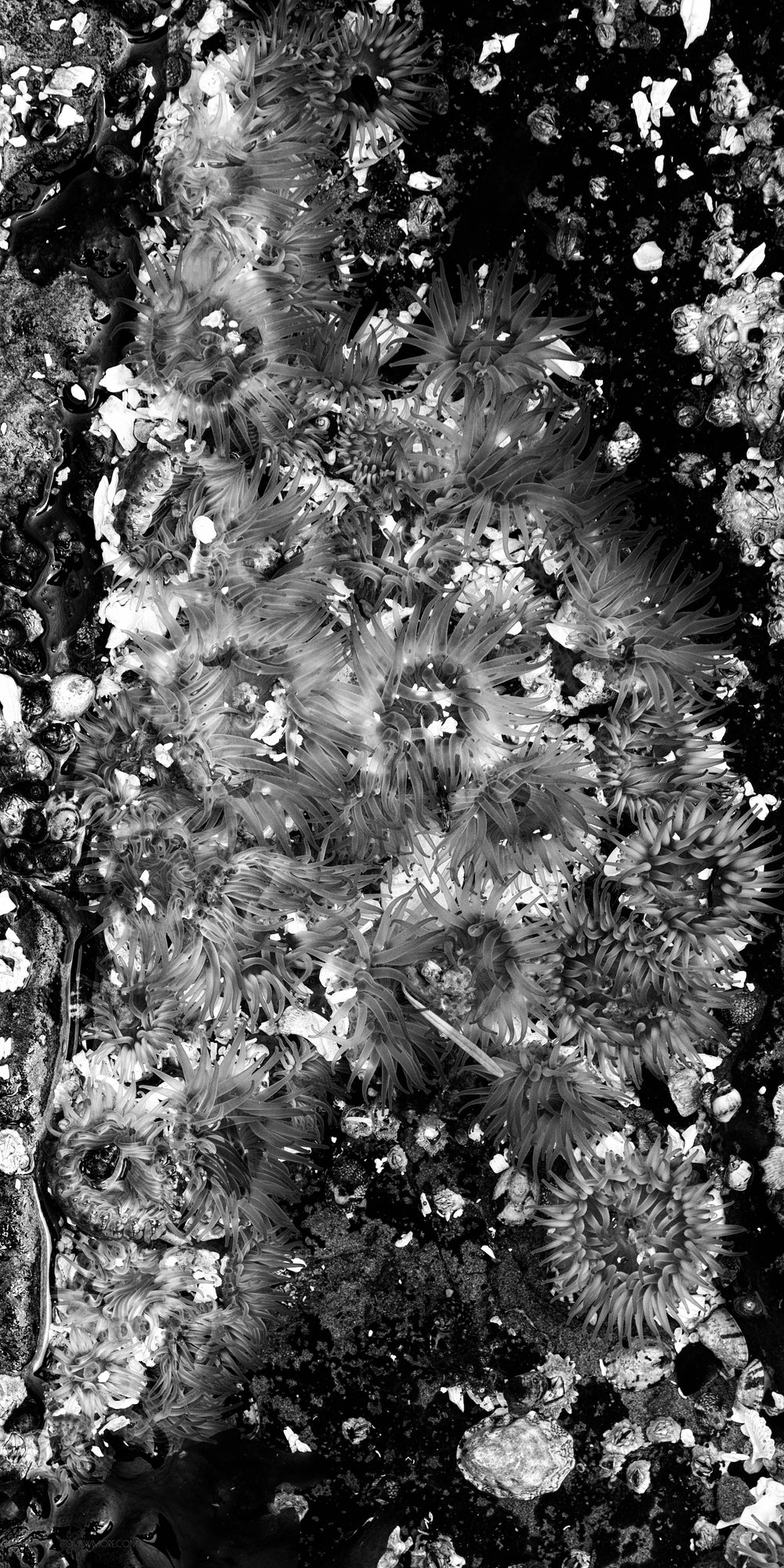 "Glowing Sea Anemones" Triptych 20x20, two 10x20's Limited Edition 2nd of 3