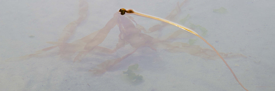 "Low Tide Slumber" 10X30 Limited Edition 1st of 3