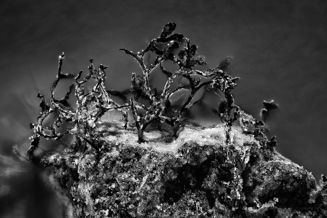 "Herring Spawn, Terrace Beach” 16x24 1st of 3