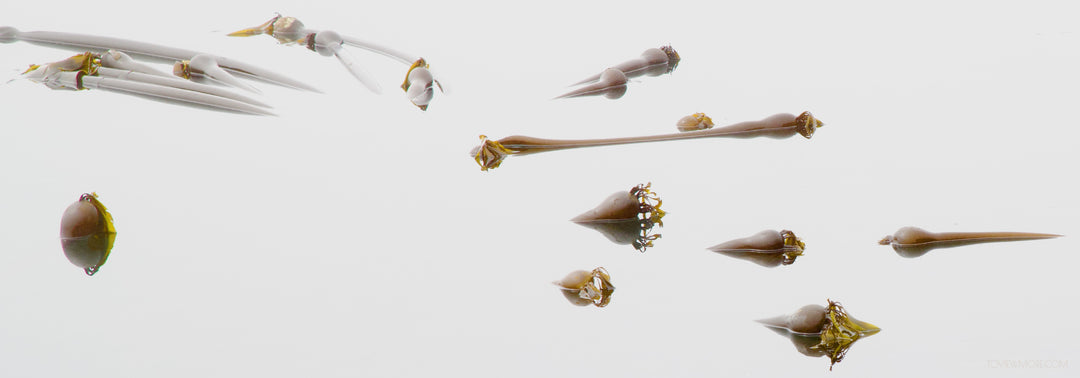 "Siesta Kelp Low Tide" 10X30 Limited Edition 1st of 3