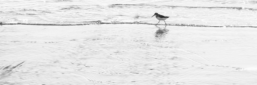 "Walking The Line" 8x24 Limited Edition 2nd of 3
