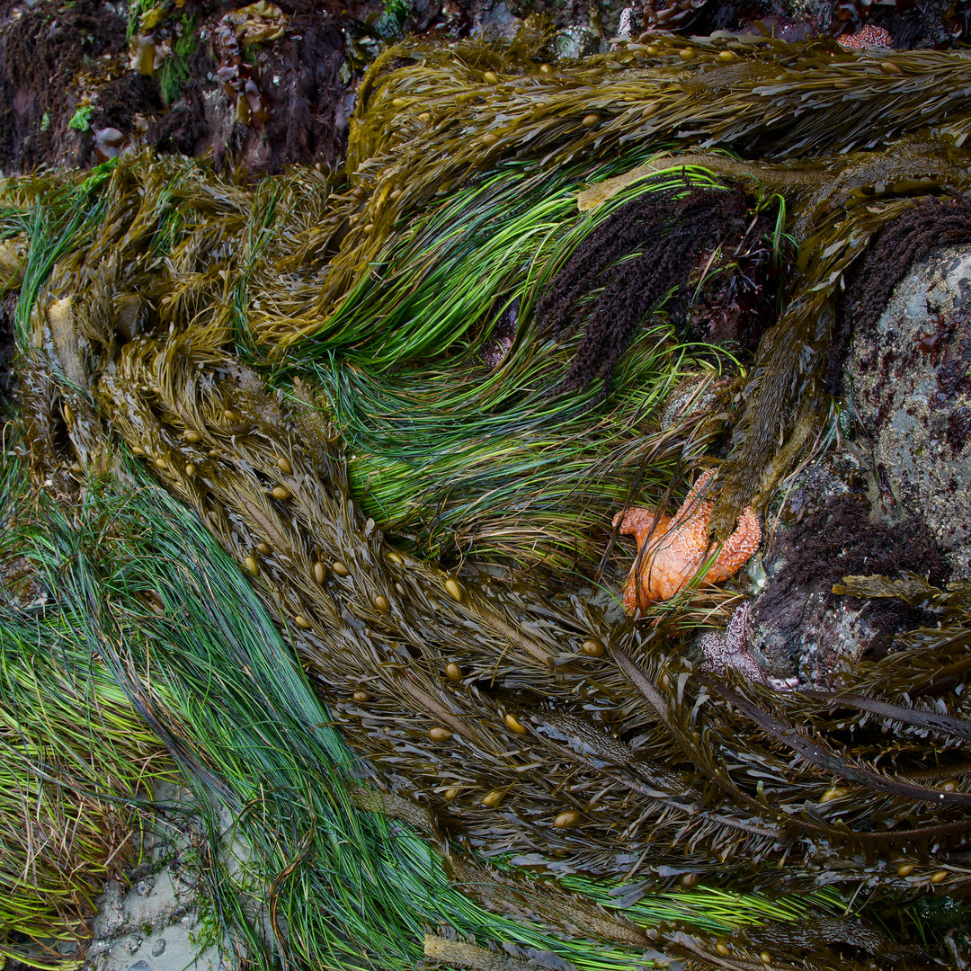 "Incognito" 20X20 Mackenzie Beach, Tofino Limited Editions are now sold out (available by commission only)