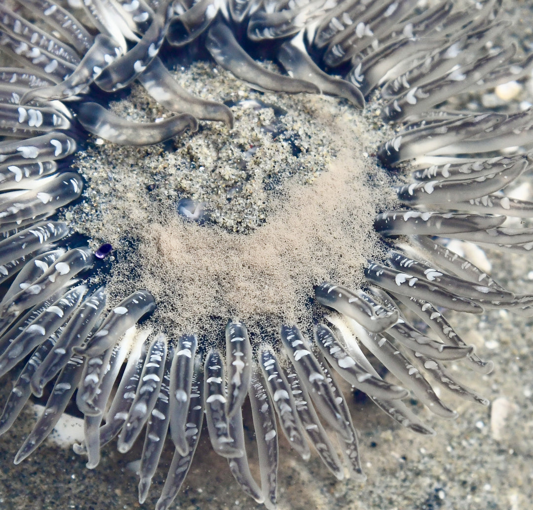 "Crystal Caviar" 20x20 Limited Edition 3rd of 3