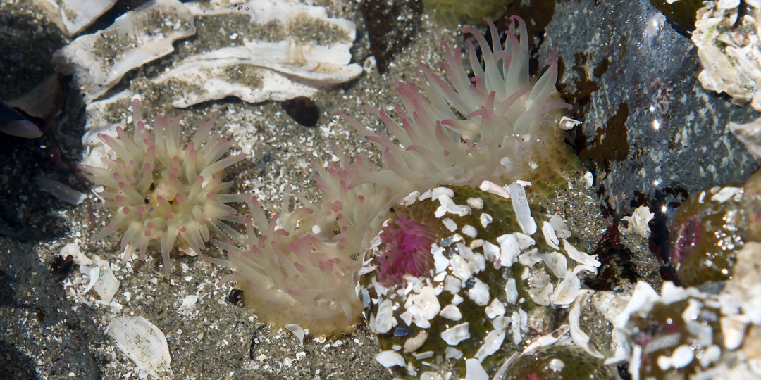 "BLOOMING TIDE POOL" 15x30 Limited Edition 2nd of 3.