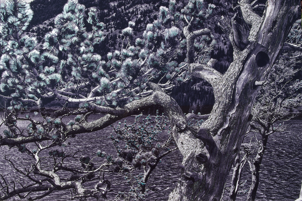 Limber Pine of the Crownest Pass 16x24