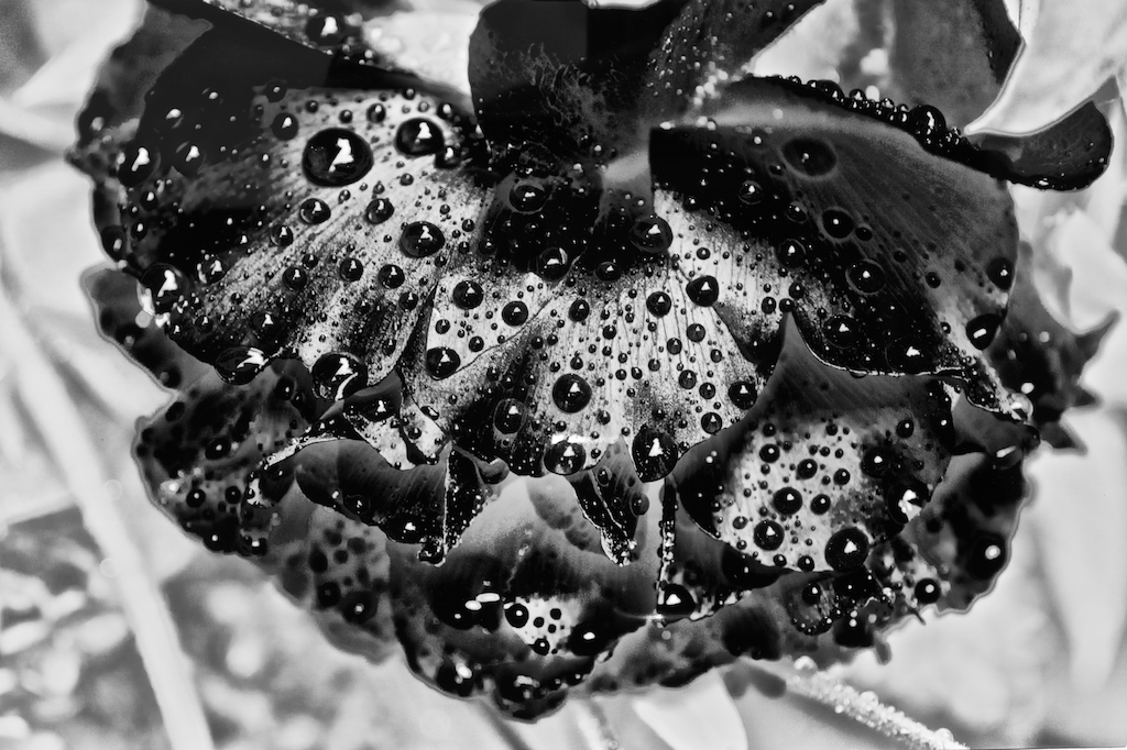 Raindrops on Peony "Scarlet O'Hara's Tears" 16x24 Limited edition 4th of 5