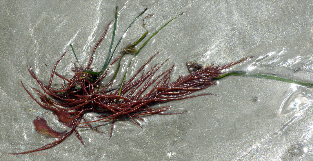 "Sea Noodles" (Sarcodiotheca Gaudichaudii) 12x24 Limited Edition 2nd of 3. Mackenzie Beach, Tofino BC.