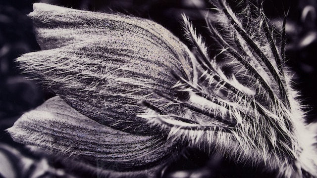 "Wild Crocus” 12x24 Limited Edition (2nd of 3)