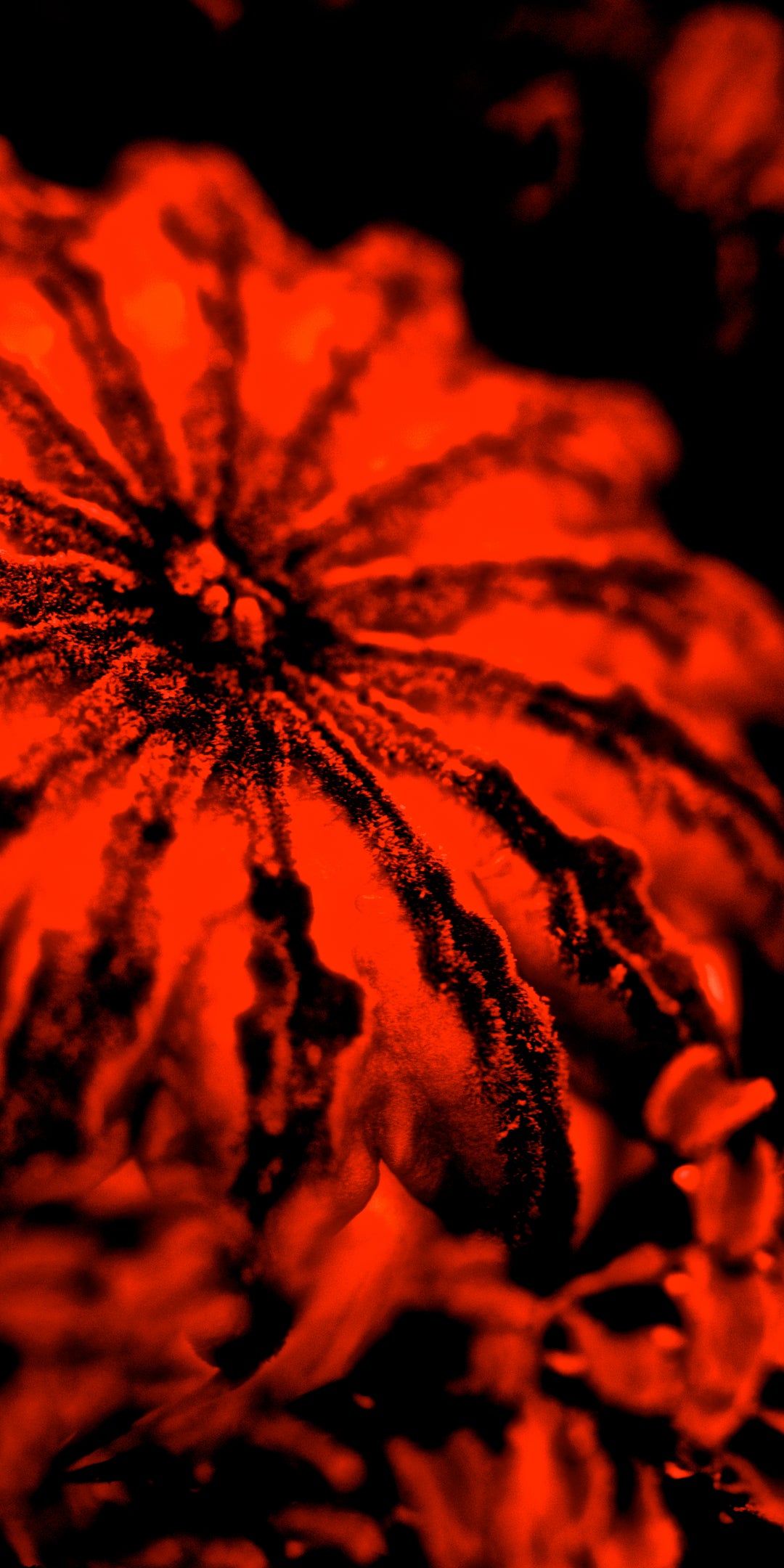 "Tarantula Poppy" 16x24