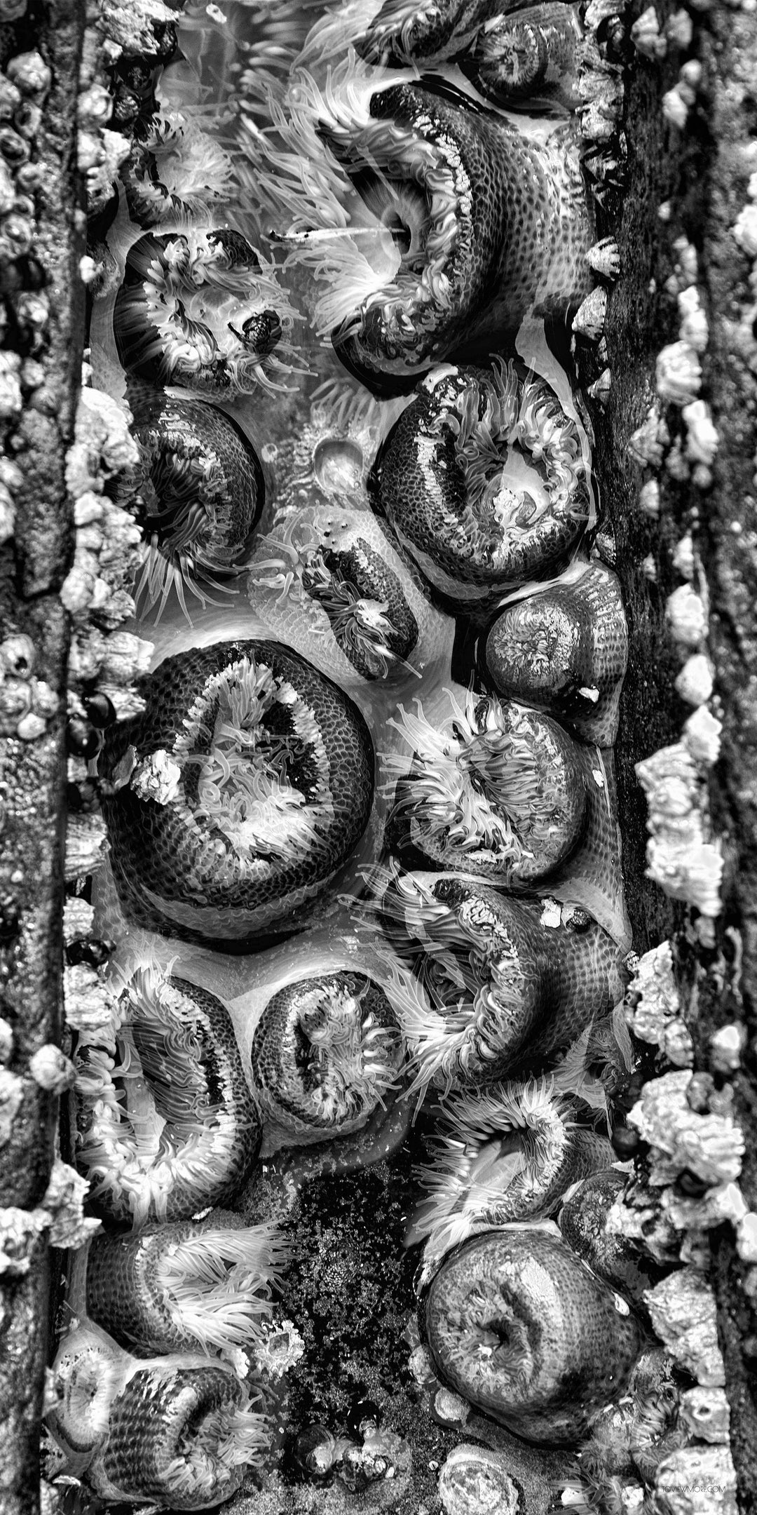 "Glowing Sea Anemones" Triptych 20x20, two 10x20's Limited Edition 1st of 3