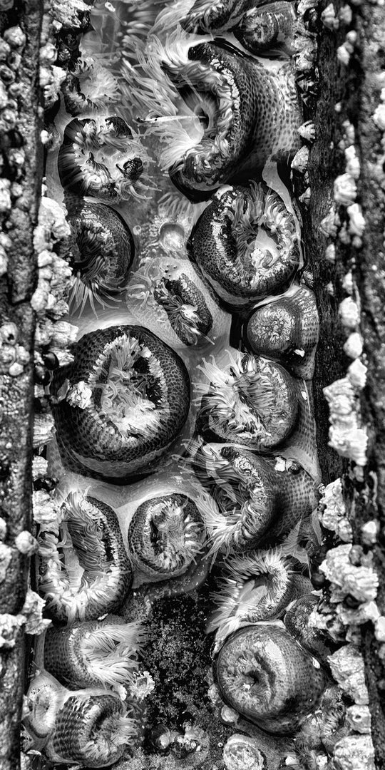 "Glowing Sea Anemones" Triptych 20x20, two 10x20's Limited Edition 1st of 3