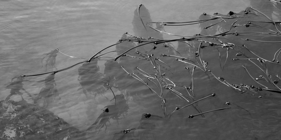 "Bull Kelp Ballet" 24x36 Limited Edition 1st of 3