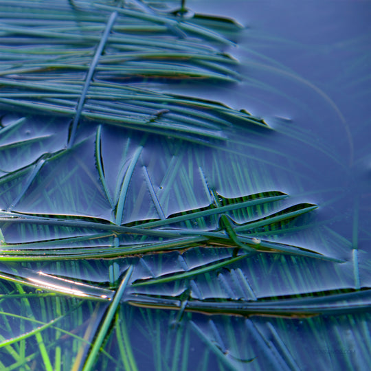 "Blades of Sea Grass"  Set of 3 12x12's Limited Edition 1st of 3