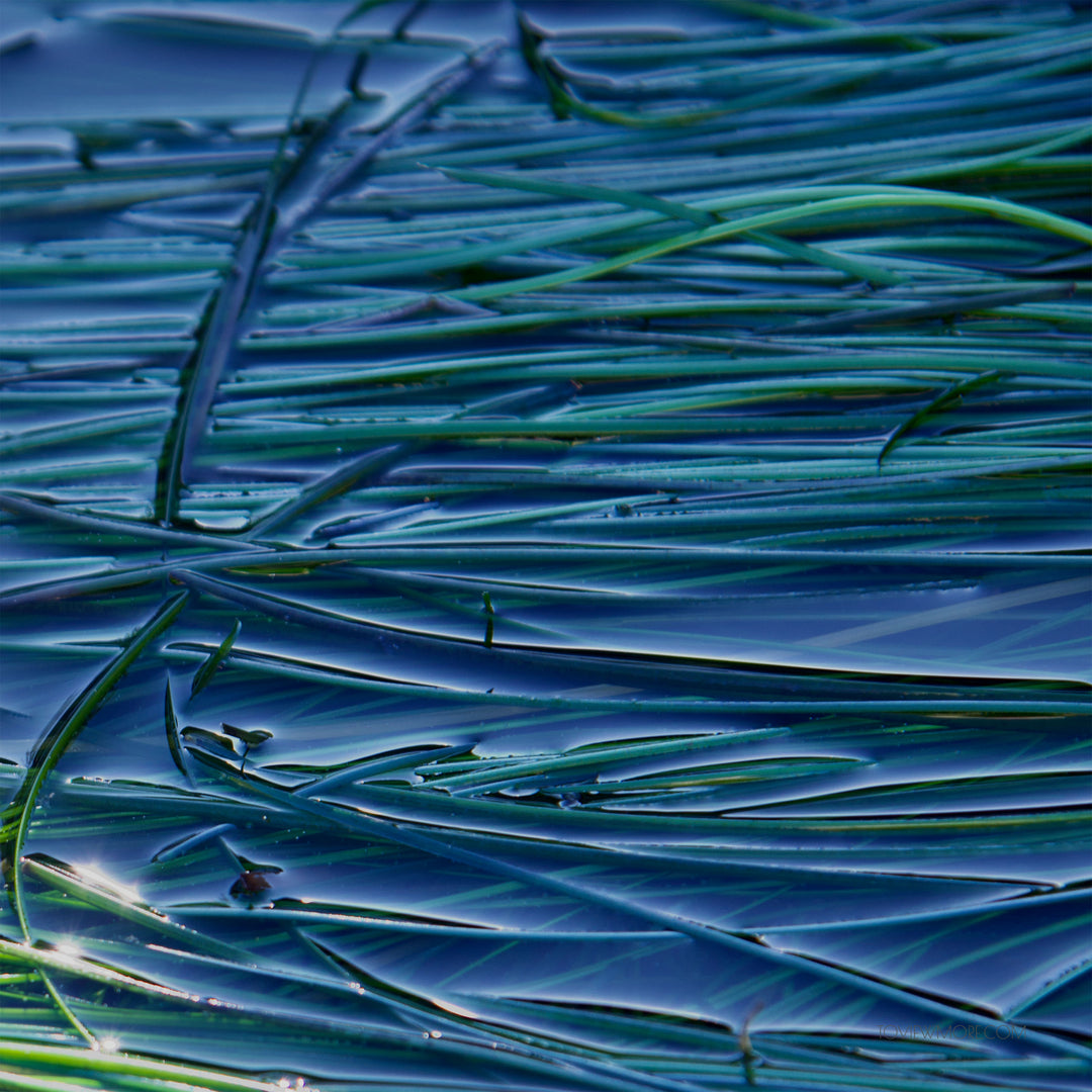 "Blades of Sea Grass"  Set of 3 12x12's Limited Edition 1st of 3