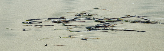 "Seaweed Mirage" 14x40 Limited Edition 2nd of 3.