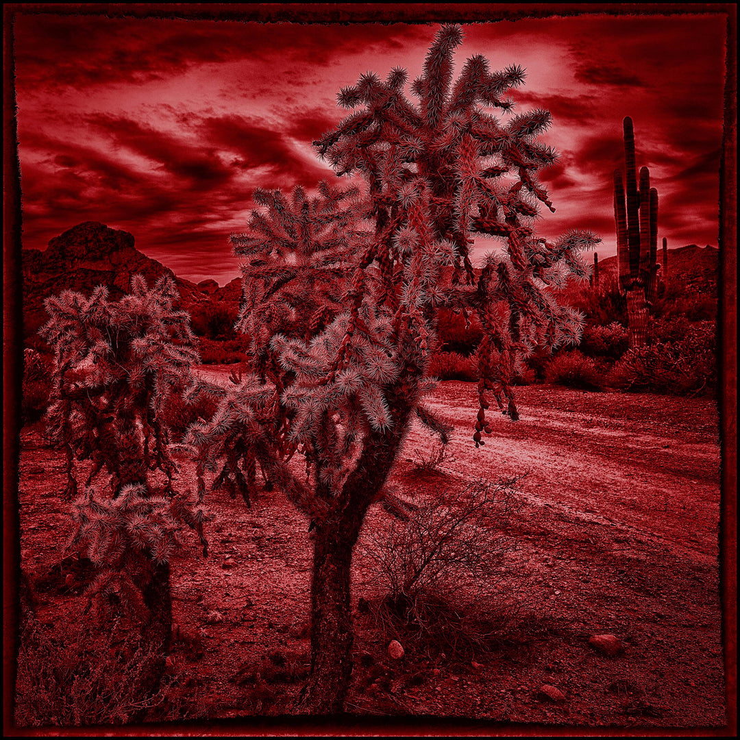 "JOSHUA TREE” 20x20 from "The Red Collection”