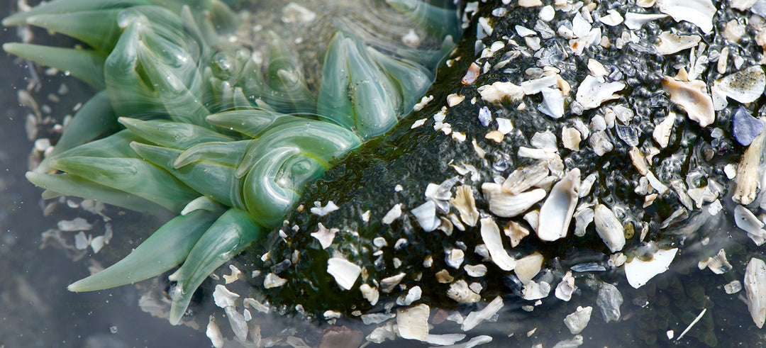 "Sticky Fingers" (Zoochlorella Giant Green Anemone) 8x16 Limited Edition (2nd of 3) Mackenzie Beach, Tofino BC.
