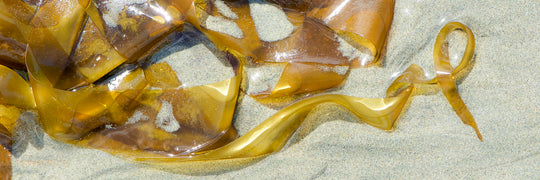 "Giant Kelp2"  15x45 Mackenzie Beach, Tofino BC.