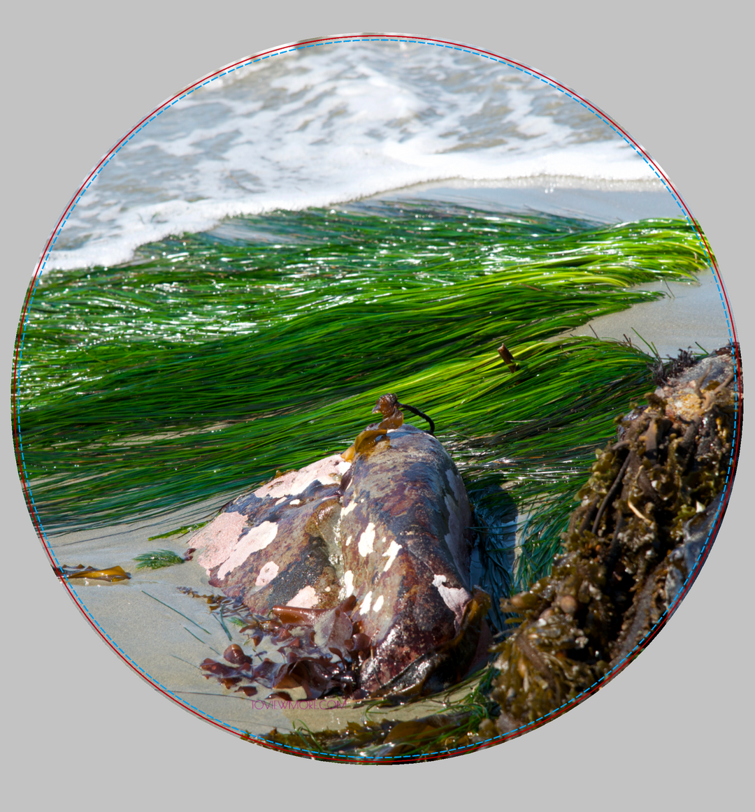 "Baby Kelp/Sea Grass" 11x11 Diameter limited Edition 2nd of 3