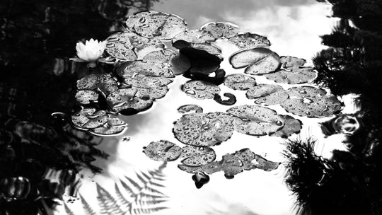 "Silver Lilly Pads" 15x30 Limited edition (1st 0f 3)