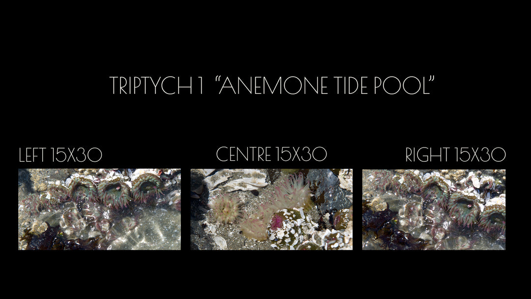 Triptych #1 "Anemone Tide Pool"