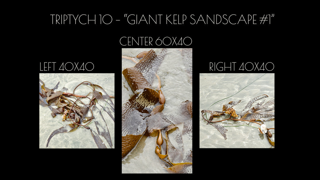 Triptych #10 "Giant Kelp Sandscape#1"