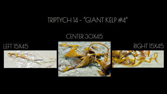 "Giant Kelp2"  15x45 Mackenzie Beach, Tofino BC.