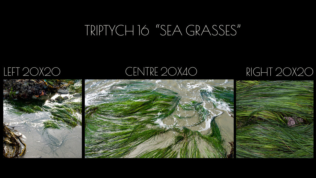 Triptych 16 "Sea Grasses"