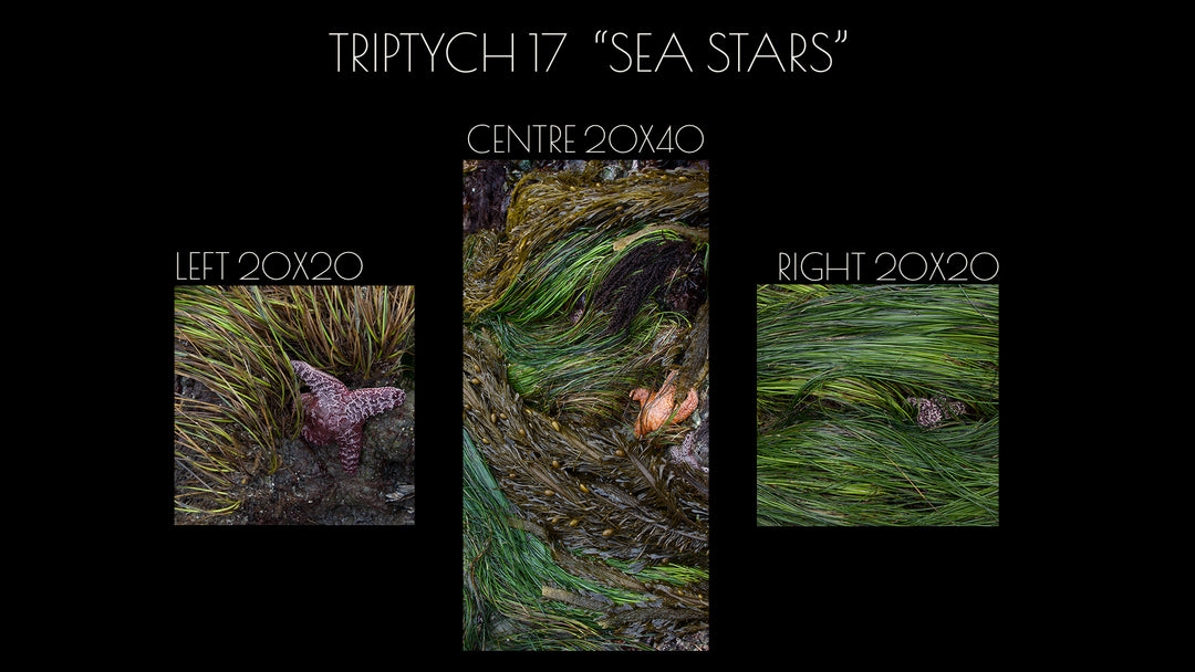 Triptych #17 "Sea Stars"