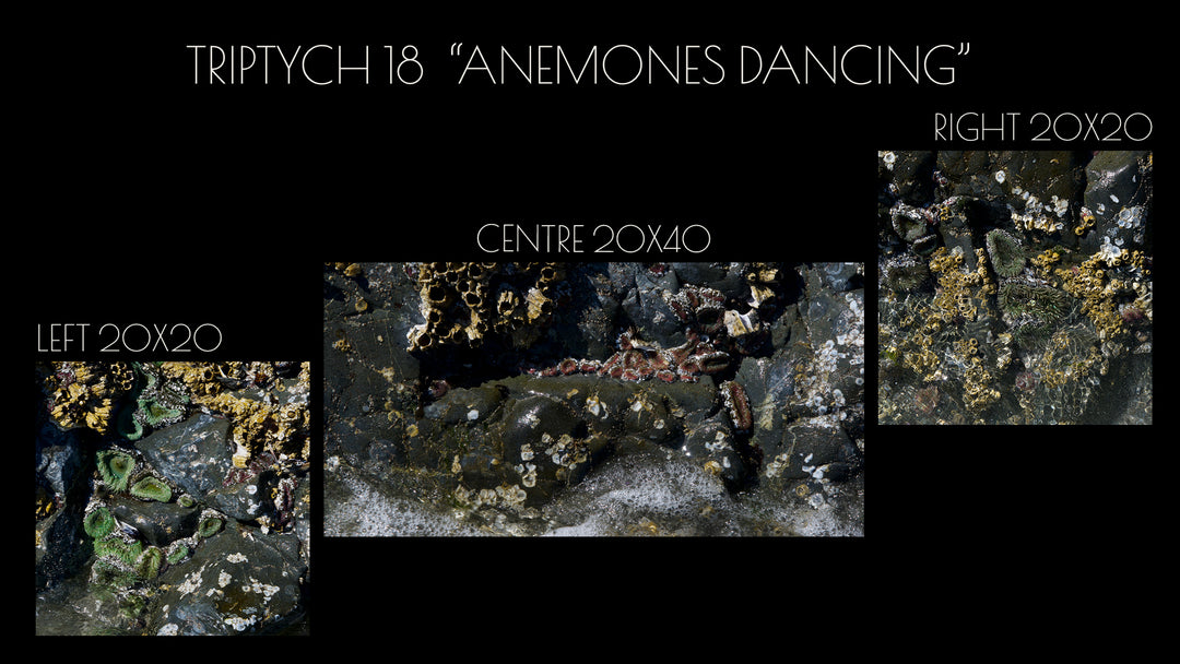 Triptych #18 "Anemones Dancing"