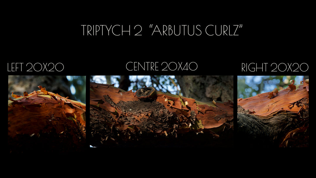 Triptych #2 "Arbutus Curlz"