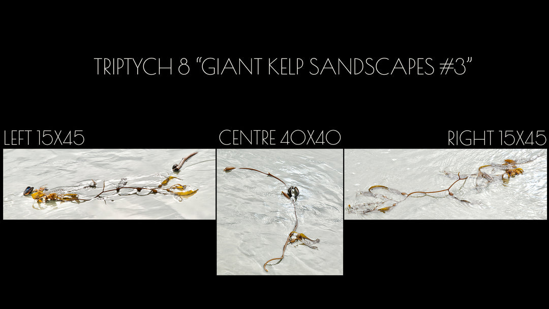 Triptych #8 "Giant Kelp #3"