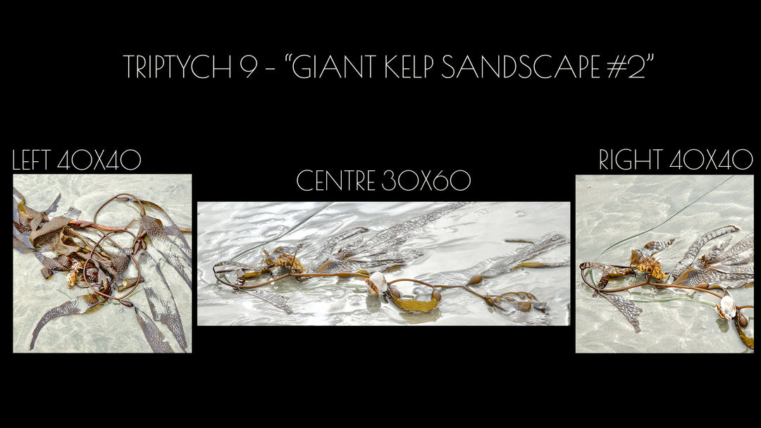 Triptych #9 "Giant Kelp Sandscape #2"