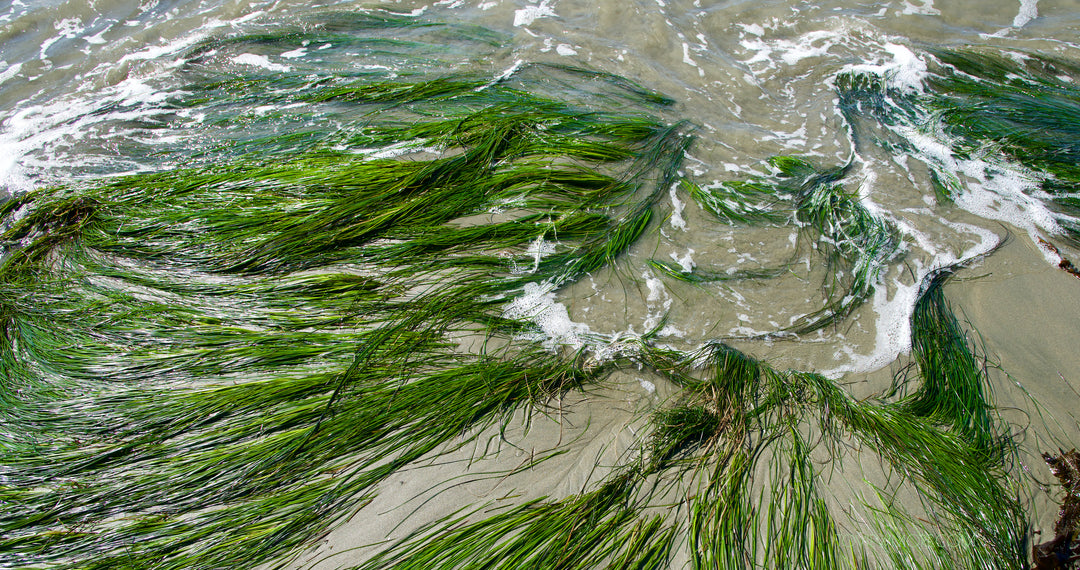 "Sea Grass" 8x16 Limited Edition 1st of 3